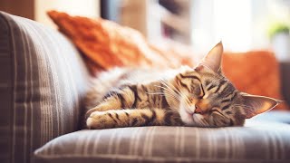 Calming Music for Anxious Cats - Cat Music for Deep Relaxation and Sleep, Music For Cats