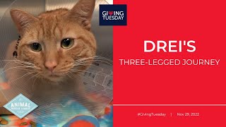 Drei's Three-Legged Journey | Giving Tuesday 2022 by ARL BerksCo 174 views 1 year ago 1 minute, 42 seconds