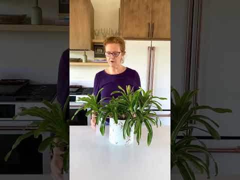 Video: Kujdesi për Aechmea Bromeliad: Këshilla për rritjen e një bime Aechmea Bromeliad