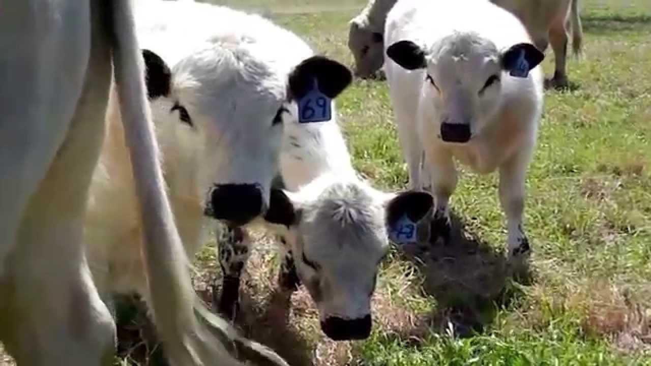 Classic Frame British White Cattle Cattle Classic Frame Animals Classic Frame British White Cattle Cattle Classic Frame Animals