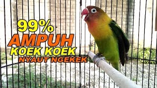 99% PANCINGAN K0EK KOEK NGETIK LOVEBIRD FIGHTER LANGSUNG NYAUT