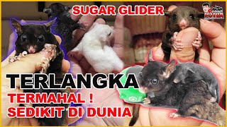 SUGAR GLIDER TERMAHAL DAN TERLANGKA MILIK PETERNAK TOP INDONESIA