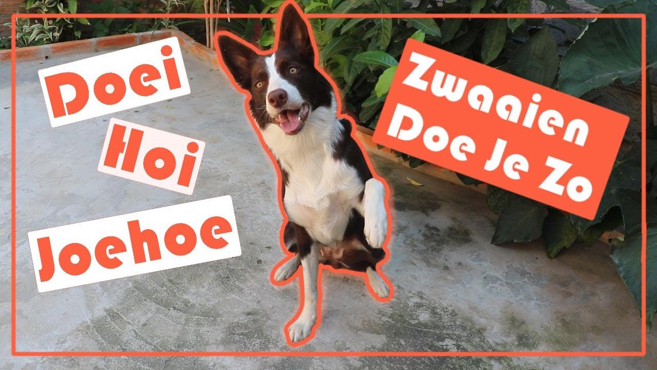 Je hond leren zwaaien - YouTube