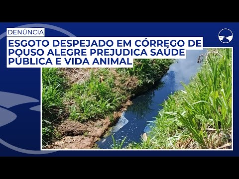 Denúncia: Esgoto despejado em córrego de Pouso Alegre prejudica saúde pública e vida animal