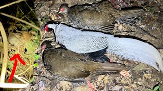 Shooting wild chicken and pheasant sleep at night screenshot 5