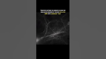 Scientists Capture the Brain Making Memories! 🧠✨ (Incredible Footage!) #science #fyp