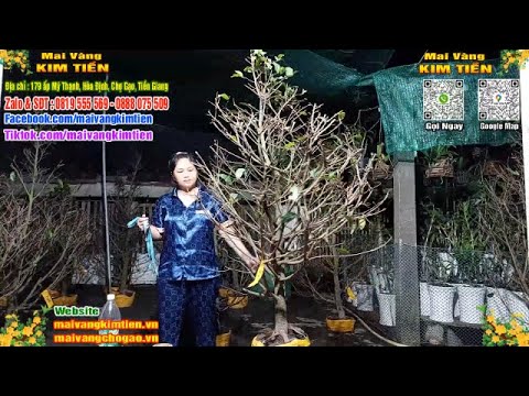 Phôi Mai Thủ Đức Giá Rẻ Bao Ship Bao Sống Toàn Quốc - Mai Vàng Kim Tiền Chợ Gạo