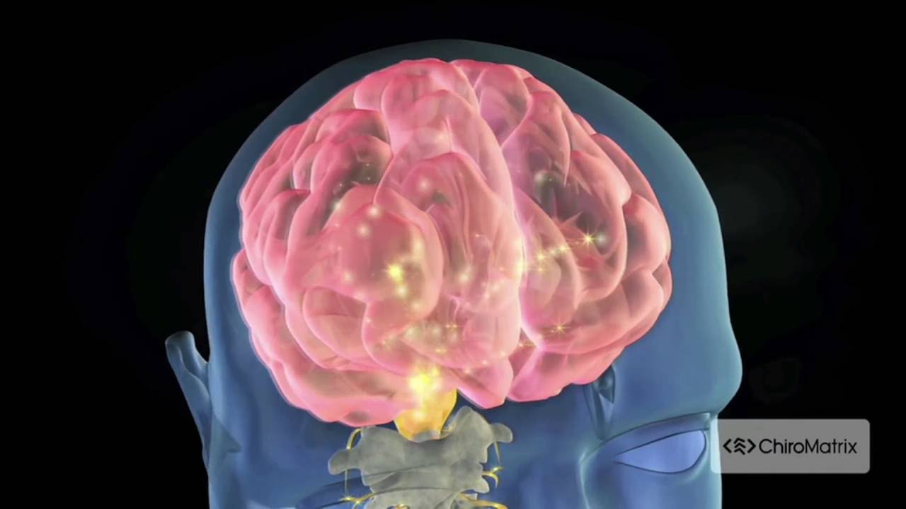 Chiromatrix 3d Spine Simulator Nerve Chart