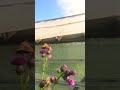 Жизнь бабочки в цветах