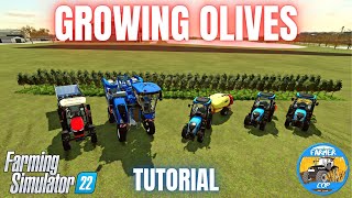 GUIDE TO OLIVES - Farming Simulator 22