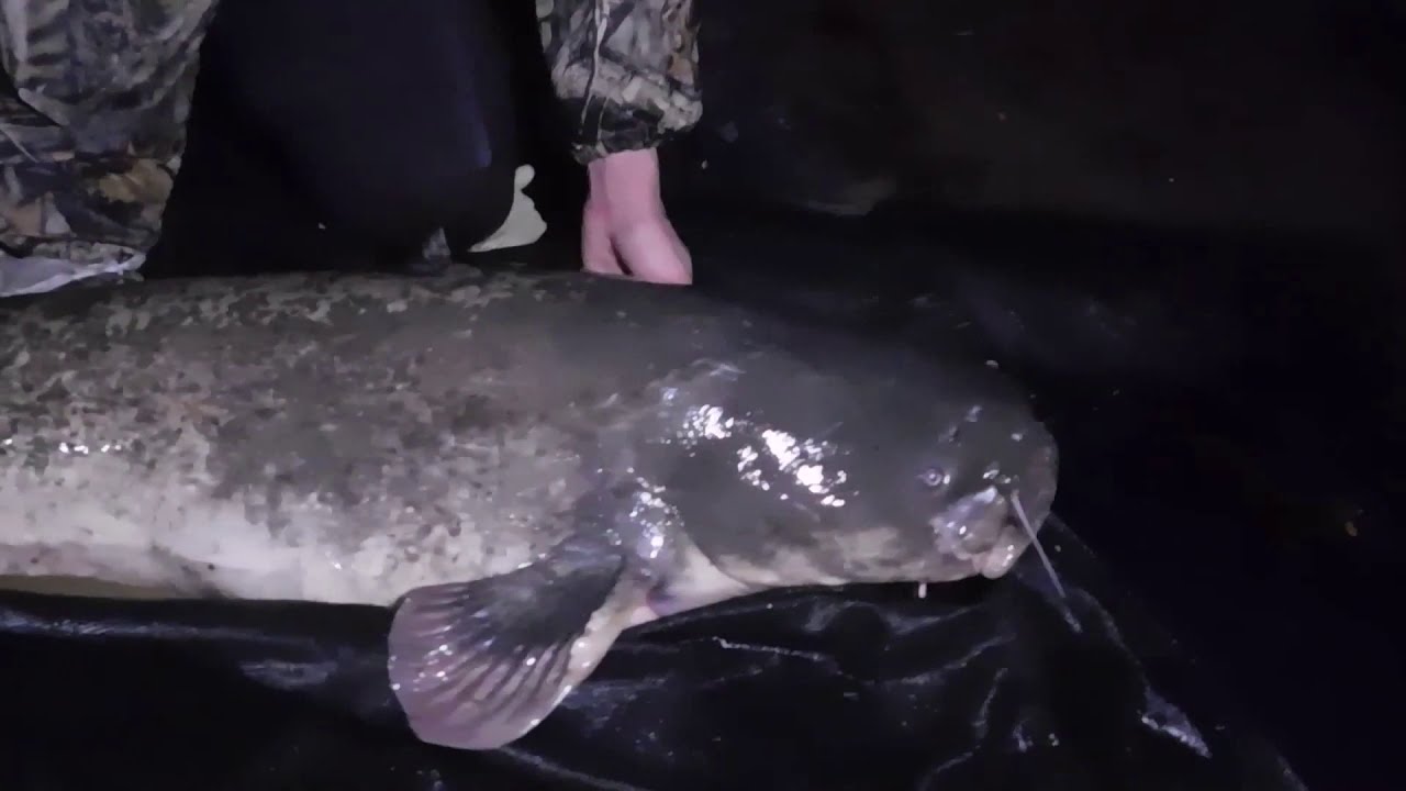 Catfish at Jimmy's Lake Essex 2019. YouTube