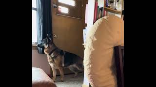 German Shepherd Daisy Digging in the Corner 20240401