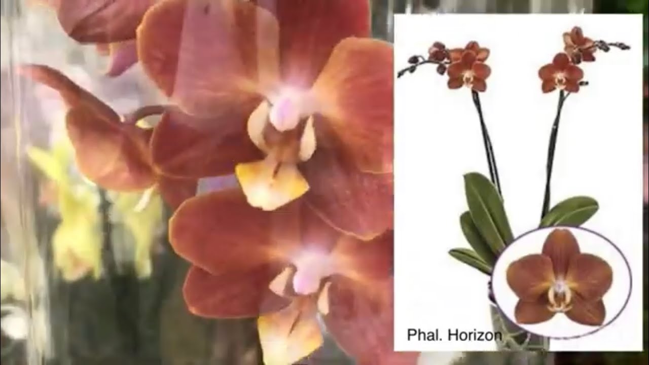 Орхидеи в Леруа Мерлен Самара Мега 27.06.23 Карина, Монако, Горизонт ...