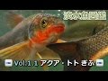 2017-05-07-淡水魚図鑑（Vol.1.1アクア・トトぎふ）