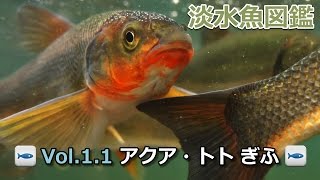 2017-05-07-淡水魚図鑑（Vol.1.1アクア・トトぎふ）