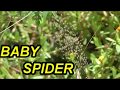 Baby spider