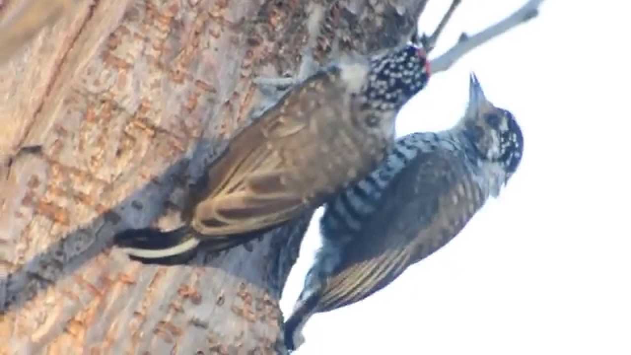 On the field: Picumnus cirratus - White-barred piculet