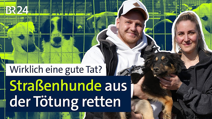 Wirklich eine gute Tat? Straßenhunde aus der Tötung retten | BR24 vor Ort
