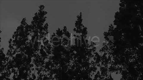 Trees and Storm | Stock Footage - Envato elements