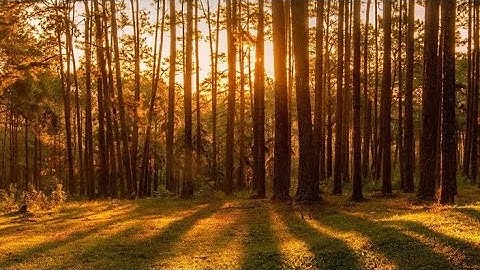 سوره الؤمنون بصوت الشيخ ياسر الدوسري #قرآن #قران_كريم #ياسر_الدوسري #سورة_المؤمنون