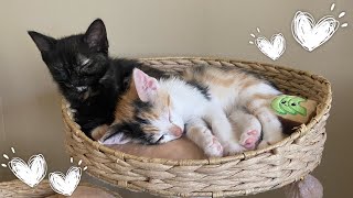 adopting two kittens!!