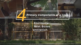 Chicken Coop Basics