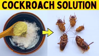Safe Way to Get Rid Of Cockroaches in the House, And Kitchen Cabinets without an Exterminator