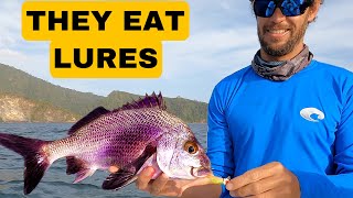 These FISH love LURES
