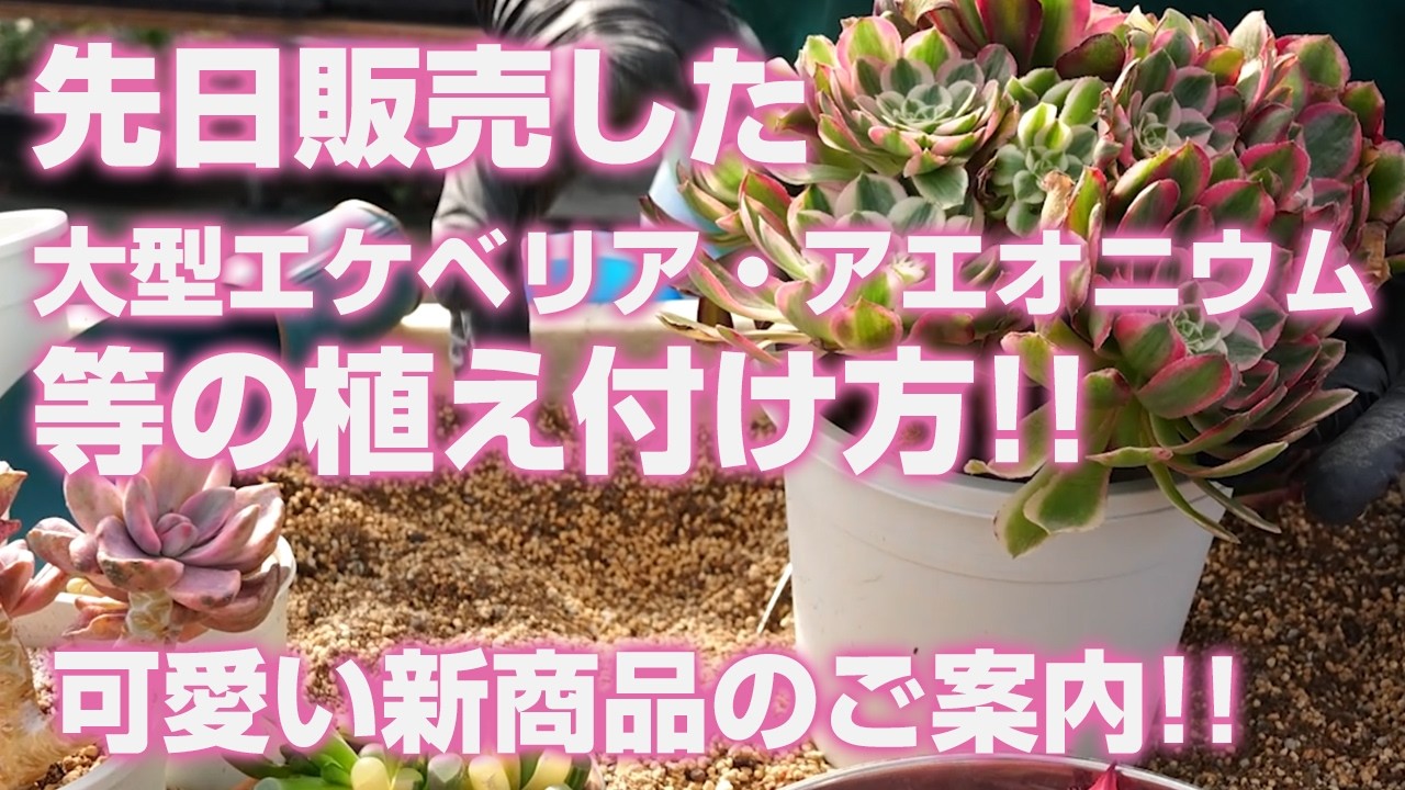Succulents] How to plant the large Echeveria, Aeonium, and