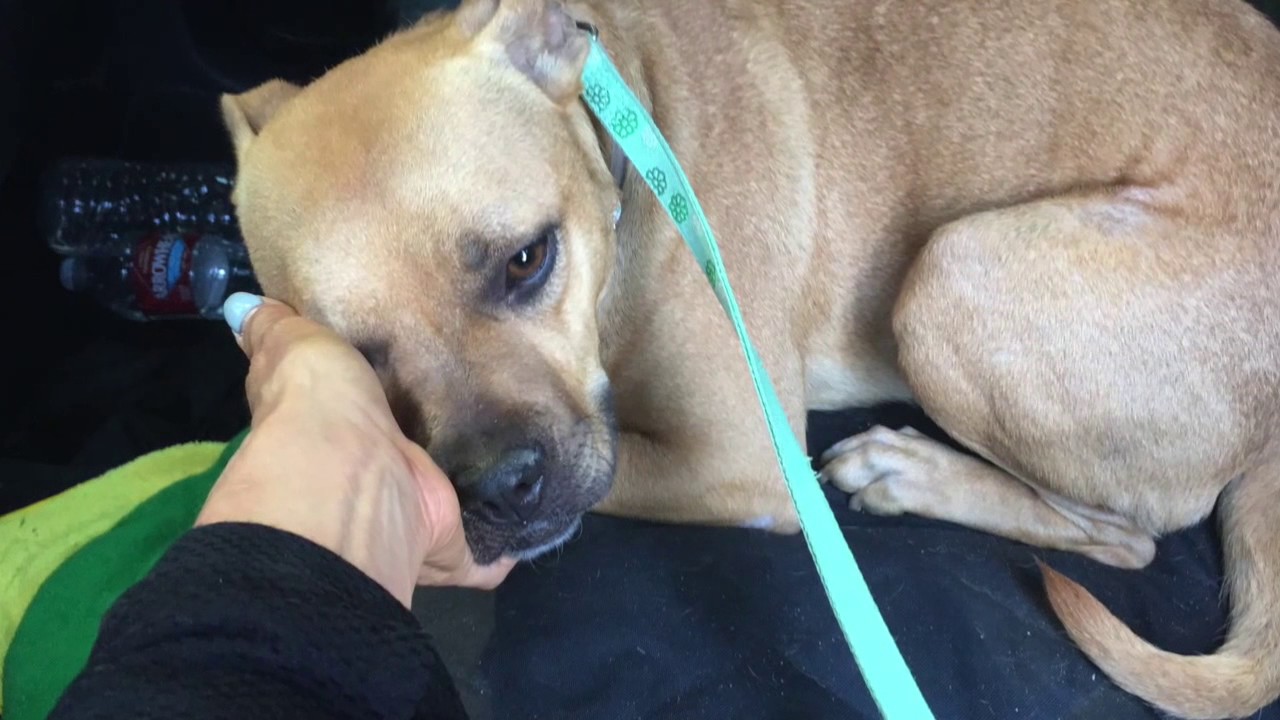 Abused dog gets happy rescue YouTube