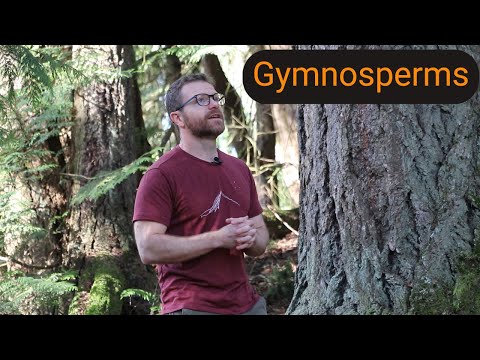 Gymnosperms: Nature's Seed Pioneers