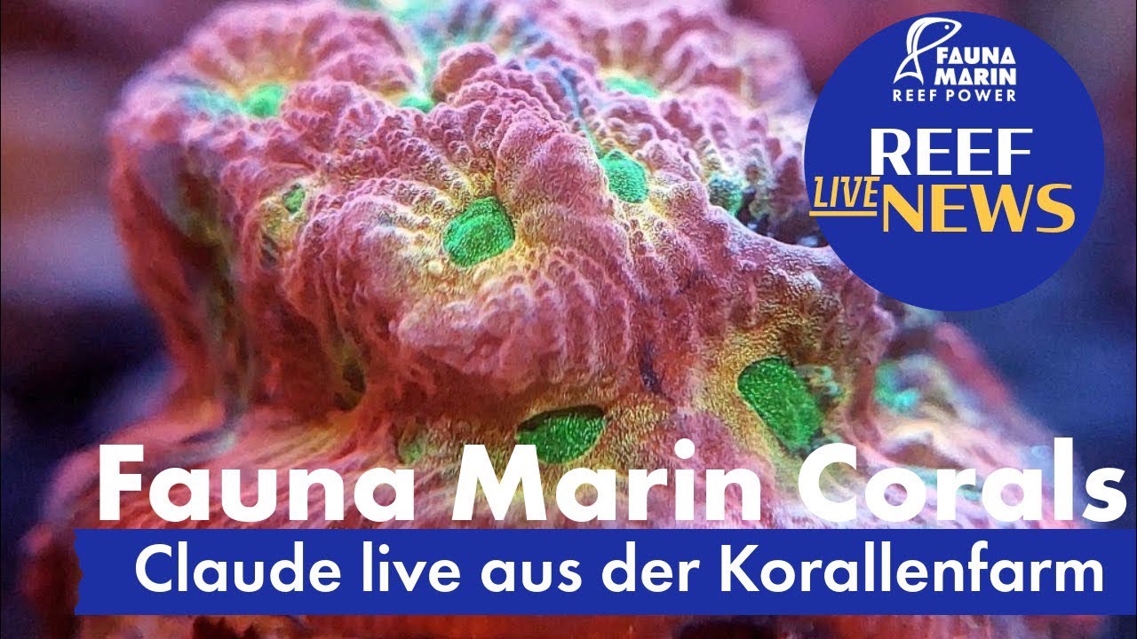 Fauna Marin Reef News: Wie nutze ich eine ICP richtig!