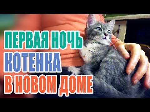 Вопрос: Что делать человеку, если маленький котёнок ночью не спит, а везде лезет?