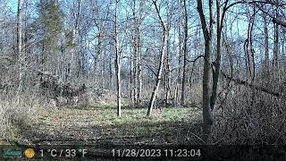 Camera 3 NOV 27-29 2023 Forest ASMR by Kage Atreides 57 views 2 months ago 47 minutes