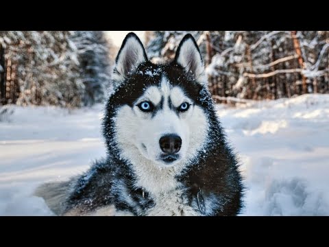 Βίντεο: Πόσο ψηλά είναι τα πορτογαλικά σκυλιά νερού;