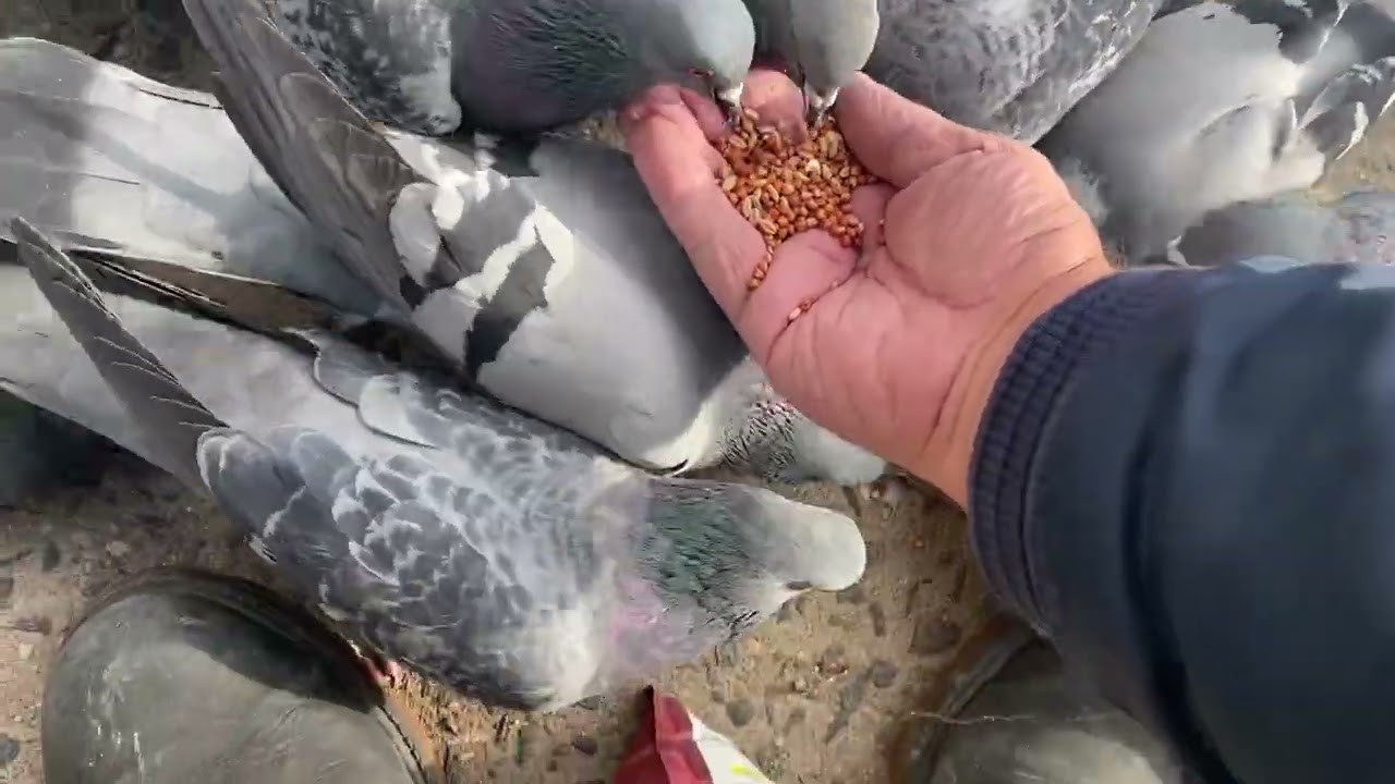 Hand Feeding Wild Pigeons 