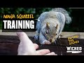 Training Squirrels | A Ninja Squirrel Origin Story | Rescue and Release