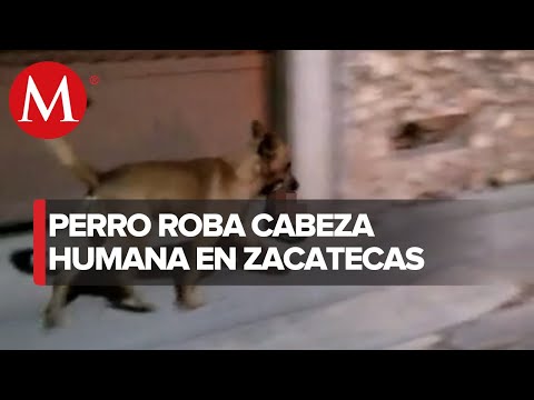 Perro se roba cabeza humana abandonada en un banco de Monte Escobedo, Zacatecas