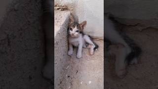 أصوات الحيوانات قطة صغيرة كيوت #حيوانات #animals #shorts