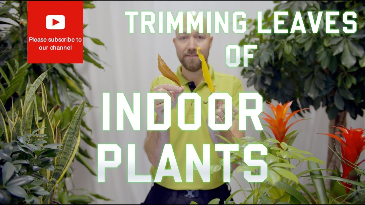 Trimming leaves of indoor plants