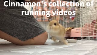 Cinnamon's collection of running videos