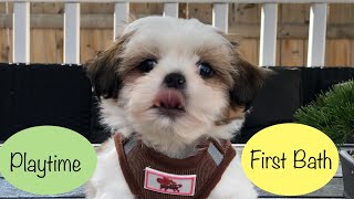 8 week old Shih Tzu | First bath