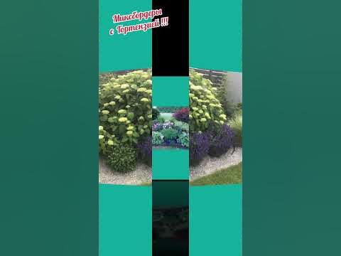 Миксбордеры с Гортензией!!! Оформление цветников на даче!!! - YouTube