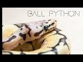 BALL PYTHON MORPH VE GENEL BAKIM | OKAN YÜCETÜRK