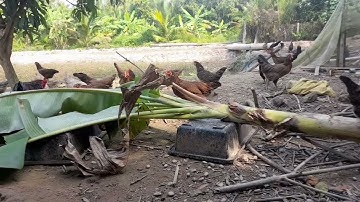 Cho gà ăn cây chuối có tác dụng gì, cách thức chế biến và phối trộn