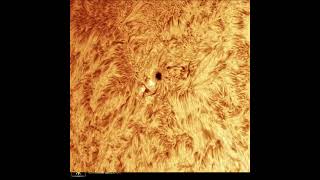 I caught a solar flare!  #astronomy #sun #solarimaging
