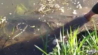 Ogi Pike Fever Update