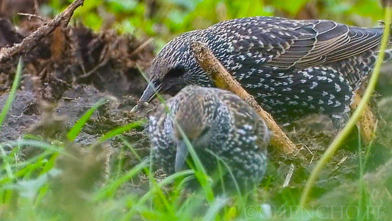 Estorninos pintos buscando larvas entre el estiércol | Punta Ballota, Cantabria
