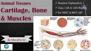 Animal Tissue - Neural Tissues