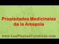 PROPIEDADES MEDICINALES DE LA AMAPOLA – CONOCE SUS FINES CURATIVOS
